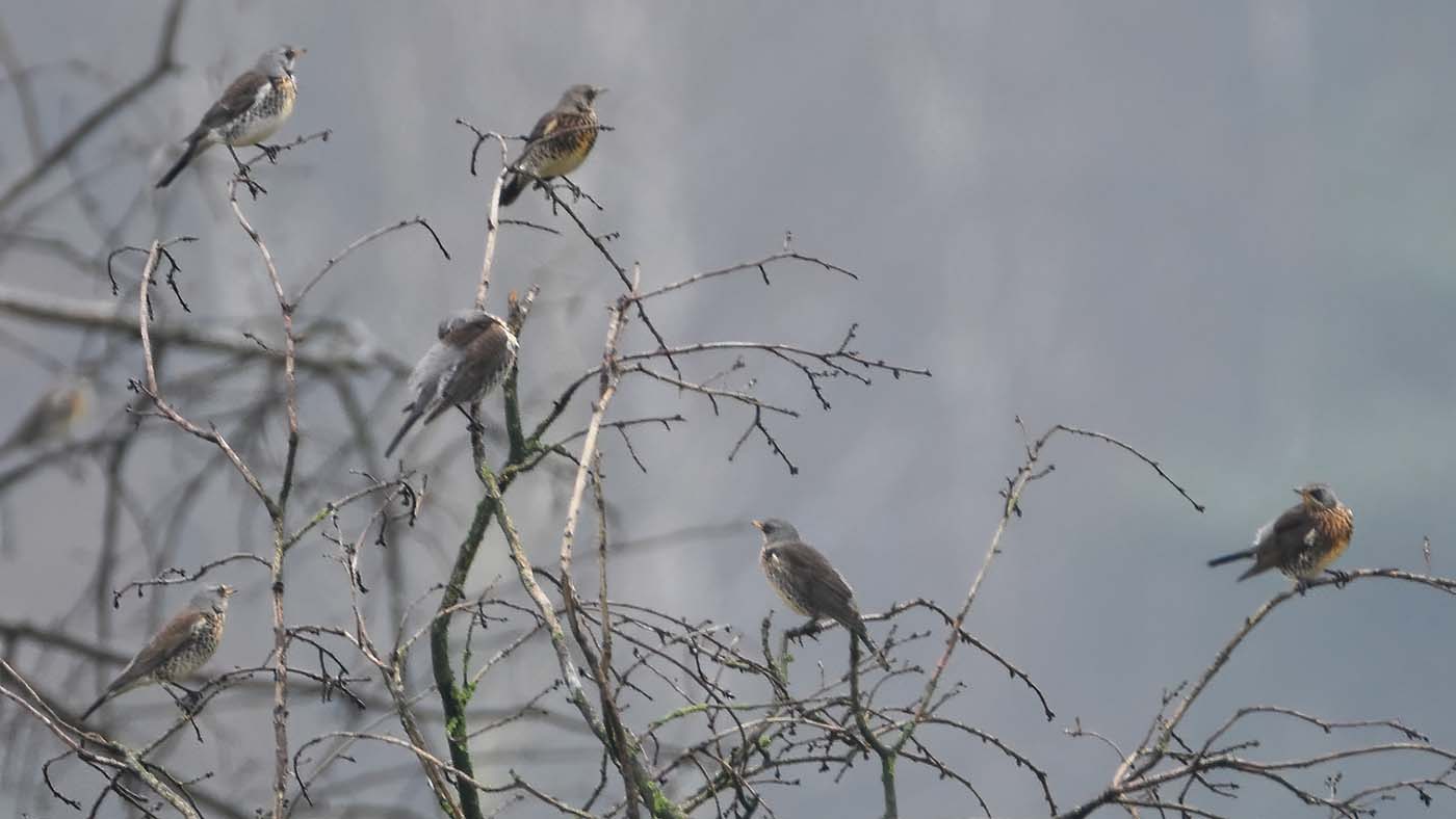 Kramsvogels in de telpostboom ©Martien van Dooren