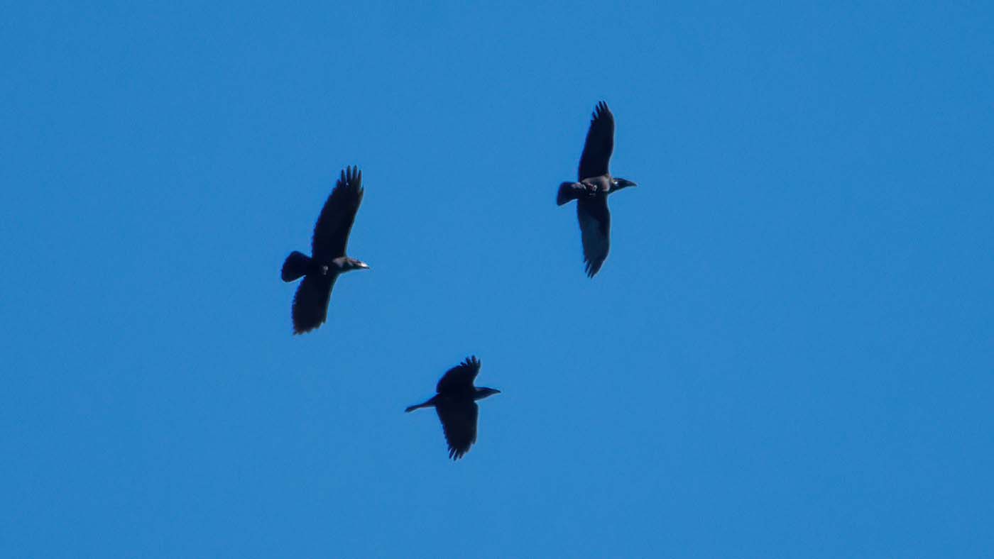 Drie Raven trekken voorbij ©Martien van Dooren