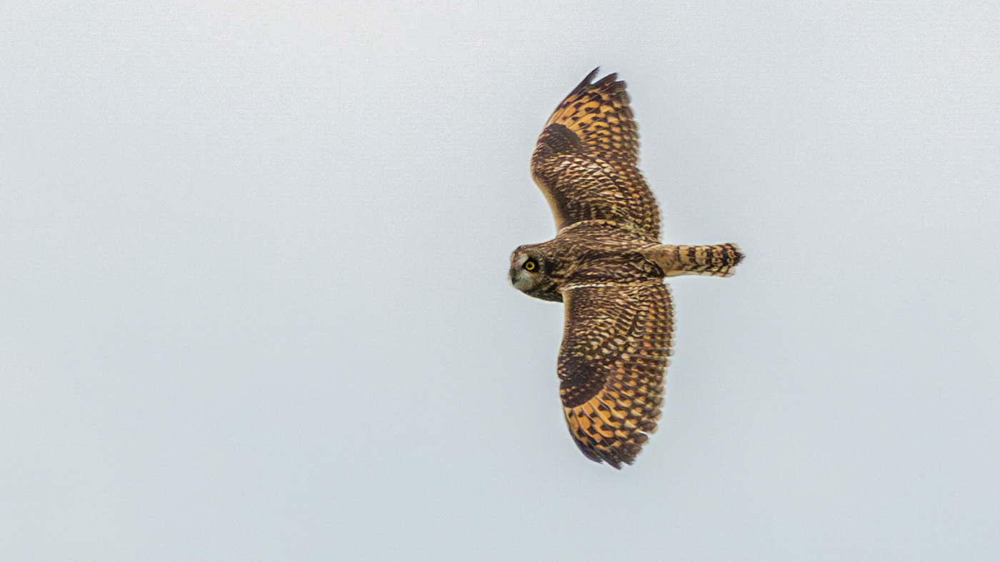 Week 15 telseizoen 2025