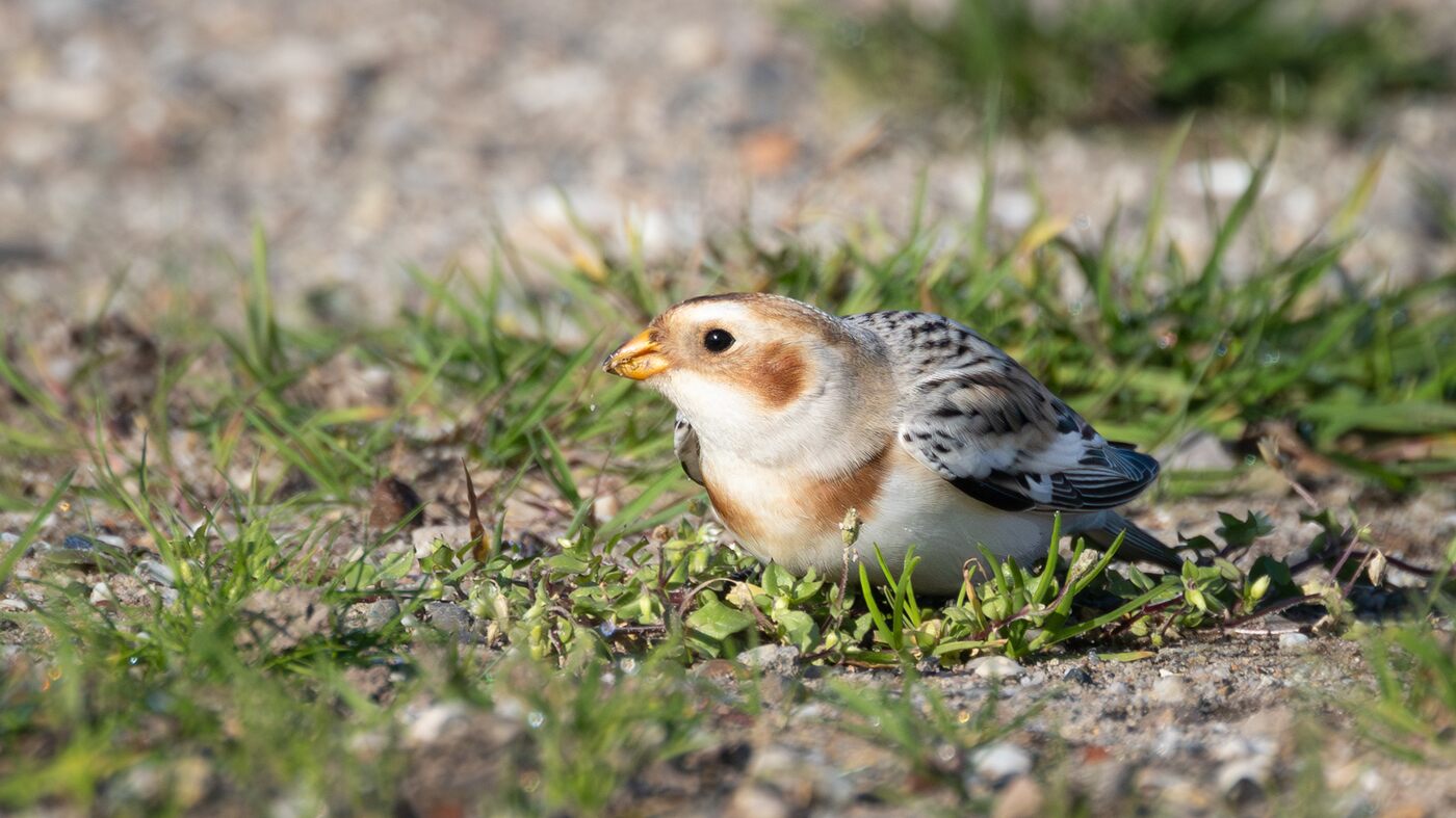 Week 17 telseizoen 2025